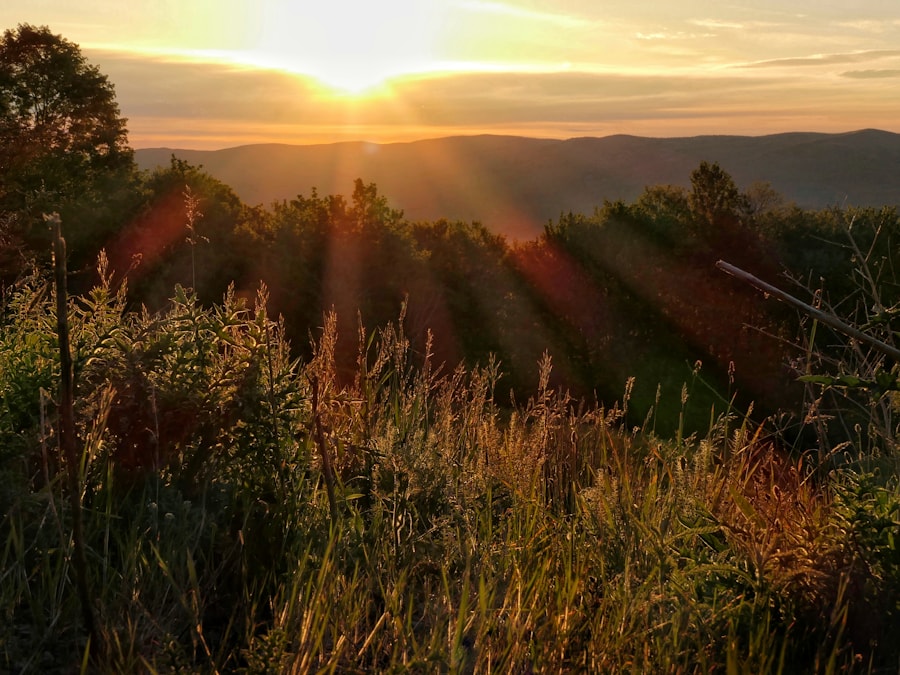Sunrise over rolling green hills