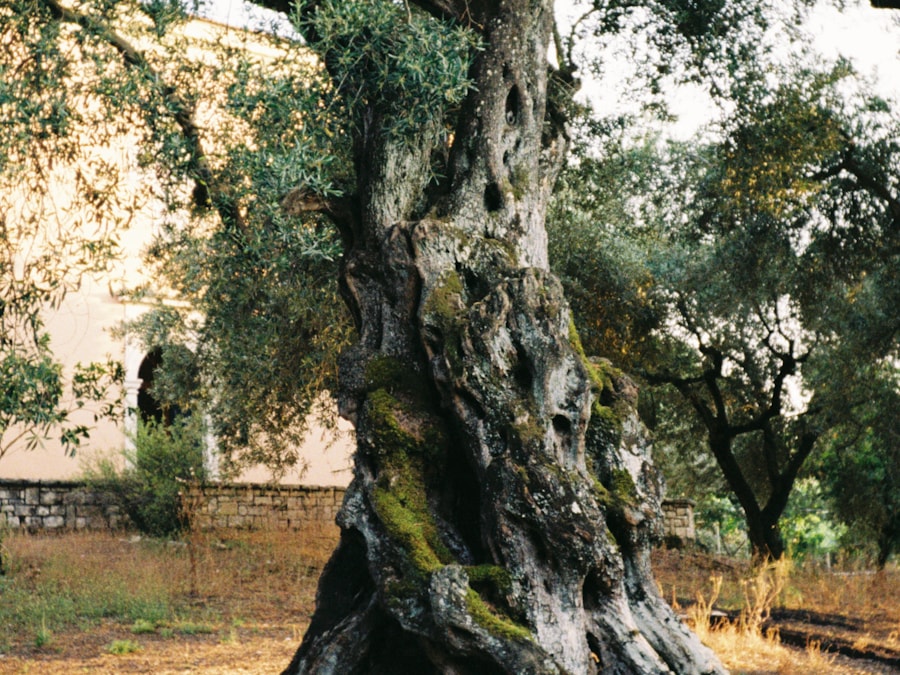 A mature olive tree with a strong, weathered trunk